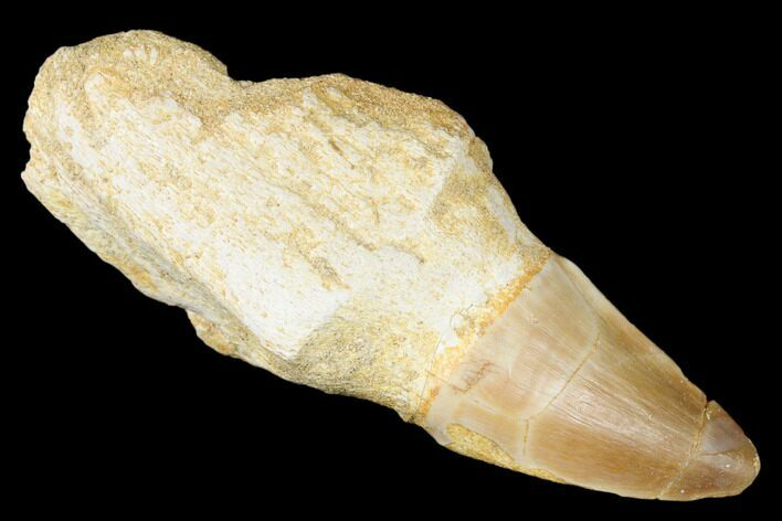 Fossil Rooted Mosasaur (Prognathodon) Tooth - Morocco #174333